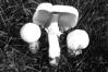 Agaricus arvensis