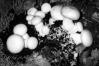 Agaricus bisporus var. albidus