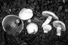 Agaricus campestris