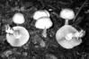 Agaricus essettei