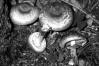 Agaricus silvaticus