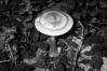 Amanita battarrae