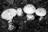 Amanita citrina