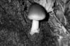 Amanita fulva