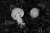 Amanita gemmata