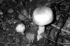 Amanita lividopallescens