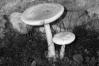 Amanita mairei