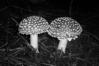 Amanita muscaria