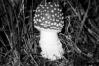 Amanita muscaria