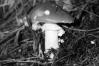 Amanita muscaria fo. aureola