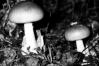 Amanita phalloides