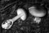 Amanita phalloides