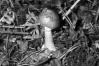 Amanita porphyria