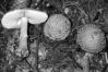 Amanita rubescens