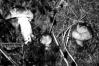 Amanita spissa