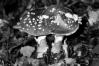 Amanita spissa var. excelsa