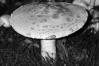 Amanita strobiliformis
