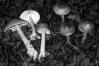 Amanita subalpina