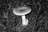 Amanita vaginata