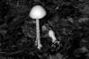 Amanita virosa