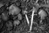 Coprinus atramentarius