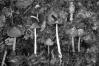 Coprinus cinereus