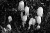 Coprinus comatus