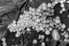 Coprinus disseminatus