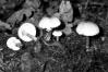 Lepiota cristata