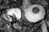 Lepiota ignivolvata