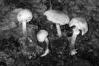 Leucoagaricus badhamii