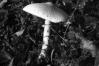 Macrolepiota excoriata