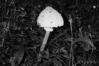 Macrolepiota procera