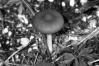 Psathyrella groegeri