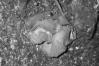 Auricularia auricula-judae