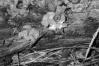 Dacrymyces chrysospermus
