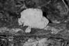 Tremella mesenterica