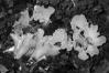 Tremiscus helvelloides