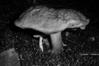 Boletellus pruinatus