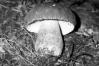 Boletus aestivalis