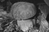 Boletus aestivalis