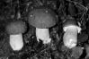 Boletus aestivalis
