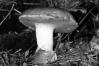 Boletus appendiculatus