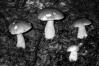 Boletus edulis