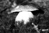 Boletus edulis