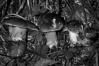 Boletus erythropus