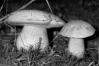 Boletus luridus