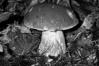 Boletus pinophilus