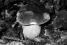 Boletus pinophilus