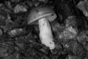 Boletus pseudoregius